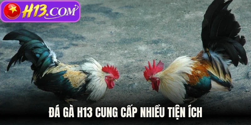 Đá gà H13 cung cấp nhiều tiện ích 
