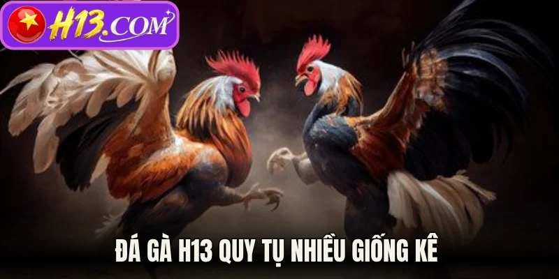 Đá gà H13 quy tụ nhiều giống kê 